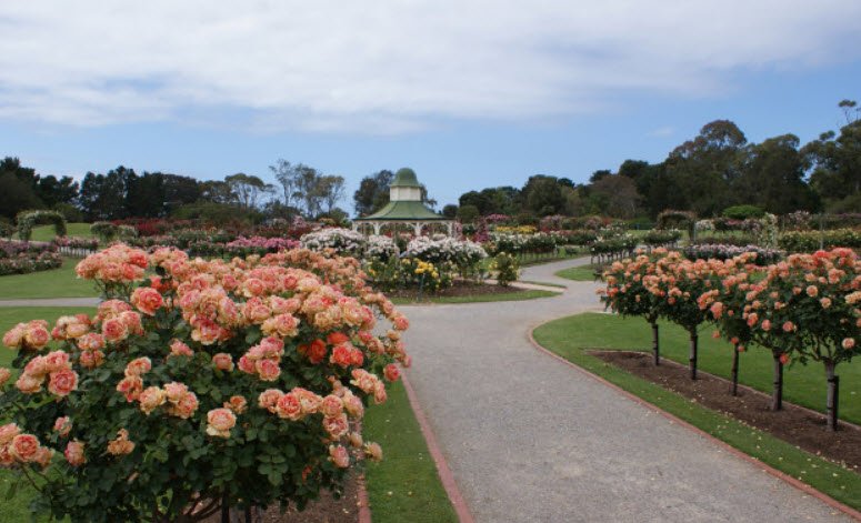 Victoria State Rose Garden, Australia